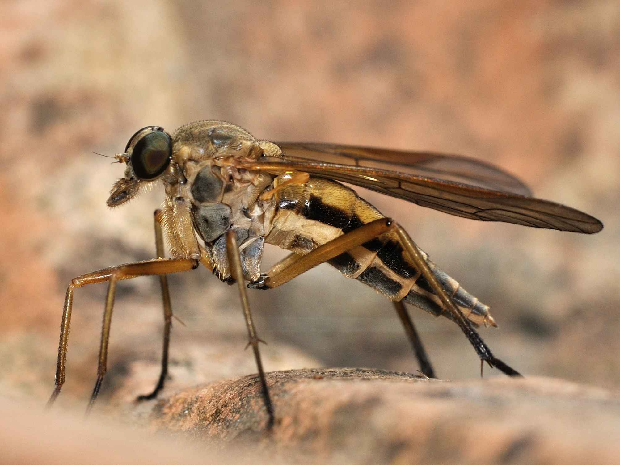 Rhagionidae